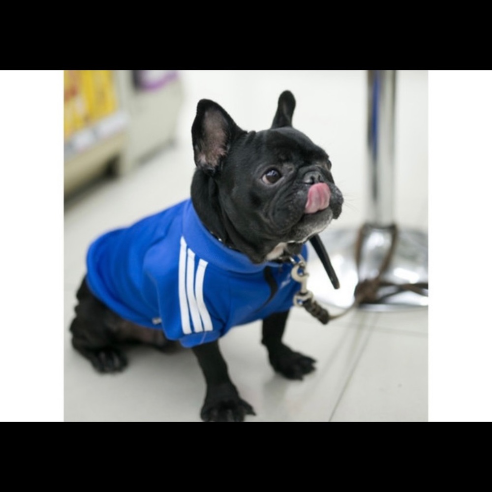 Dog shirt